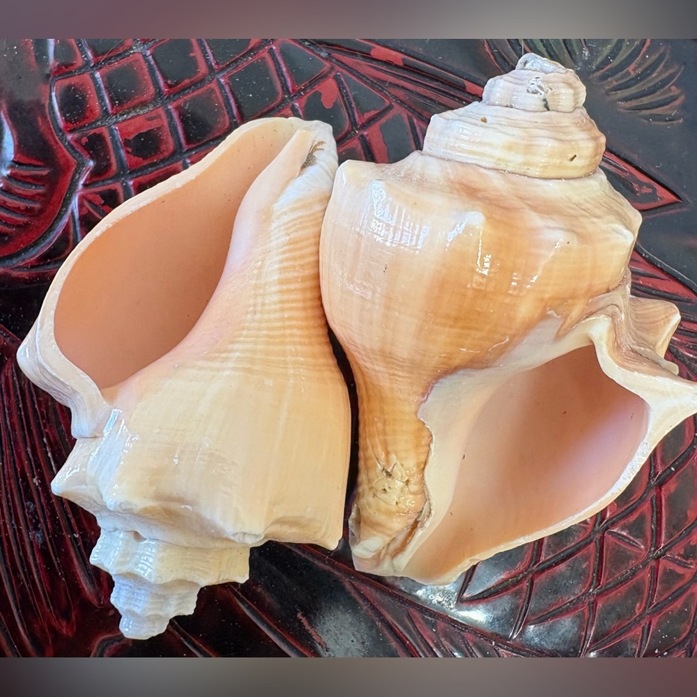 (2) Hermit Crab Conch Shells~3.5”